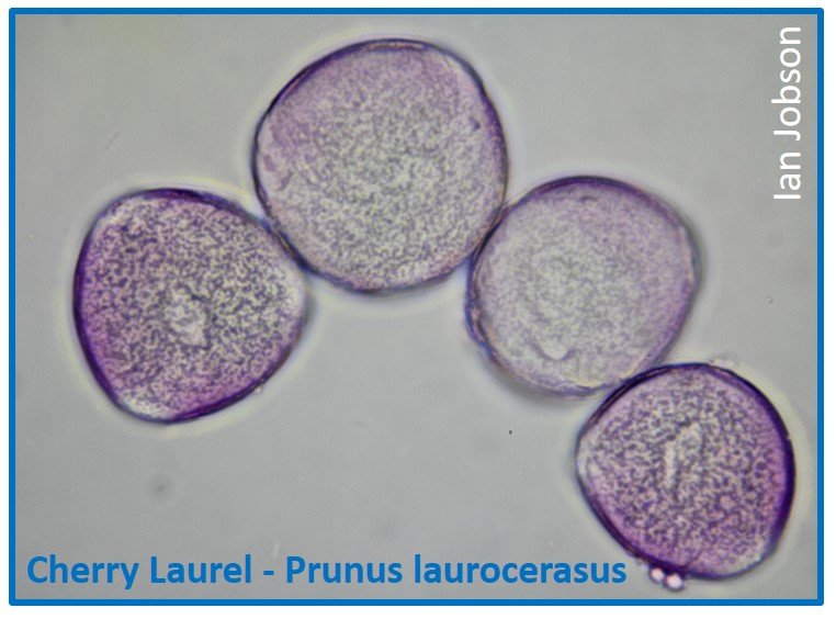 Cherry Laurel – Prunus laurocerasus