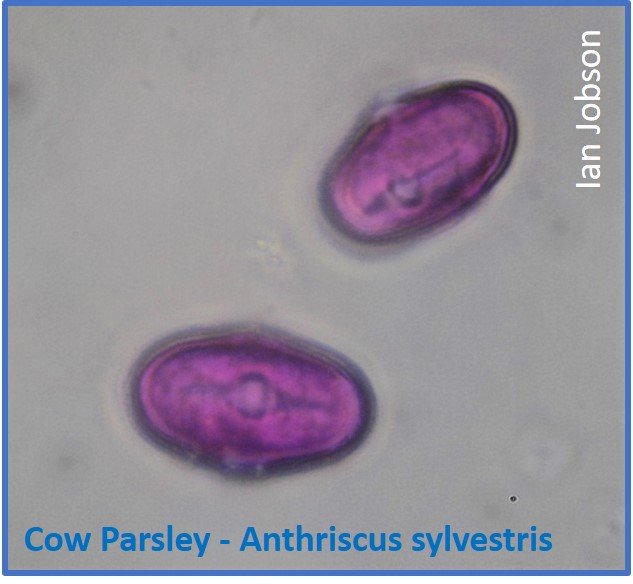 Cow Parsley – Anthriscus sylvestris