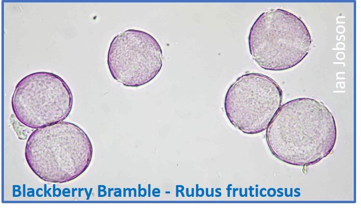 Blackberry Bramble – Rubus fruticosus