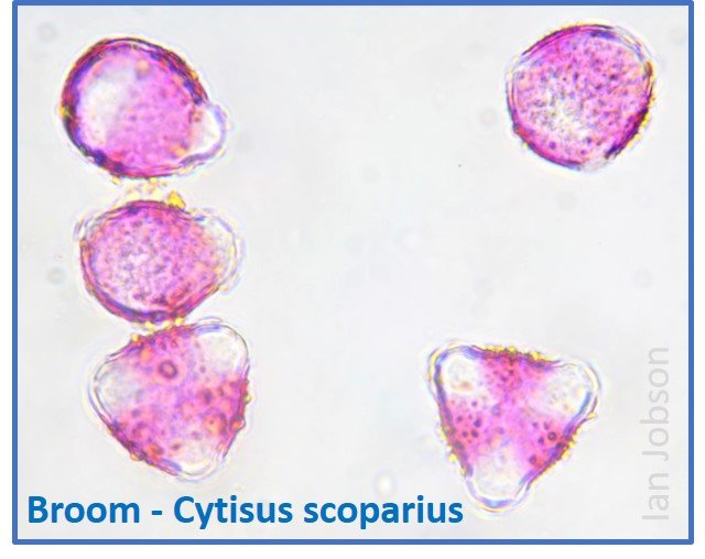 Broom – Cytisus scoparius