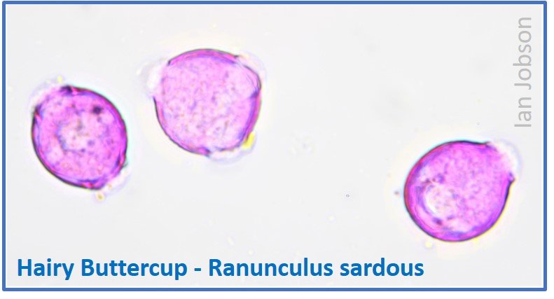 Hairy Buttercup – Ranunculus sardous