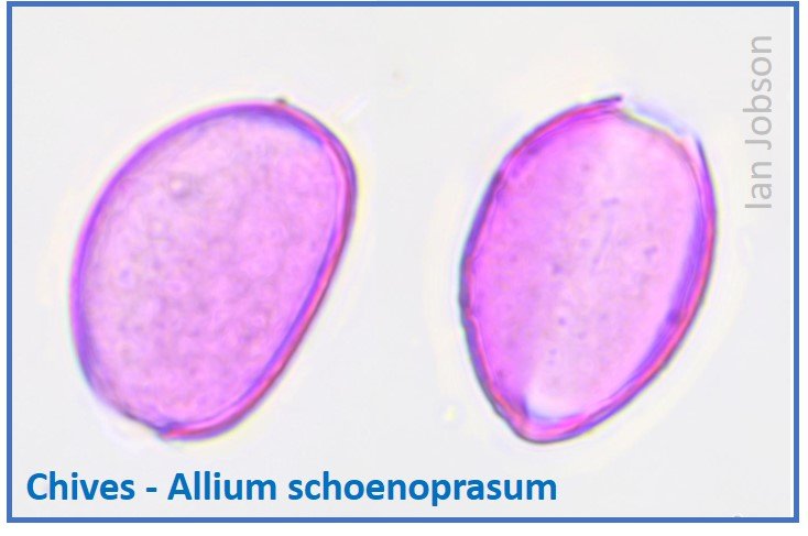 Chives – Allium schoenoprasum