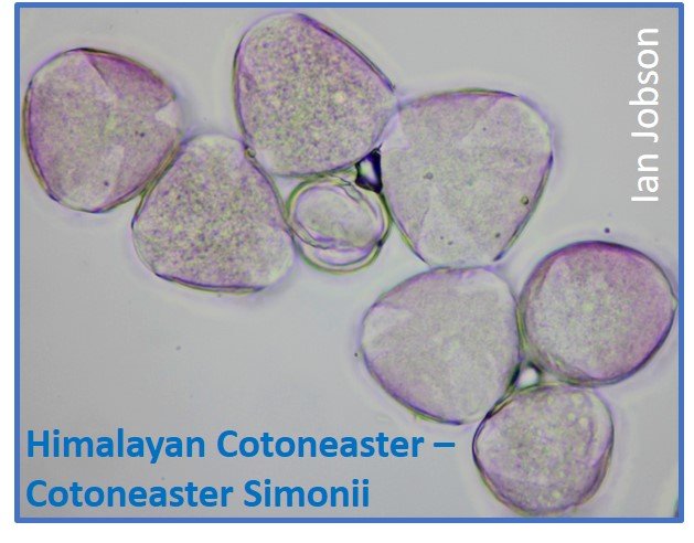 Himalayan Cotoneaster – Cotoneaster Simonii