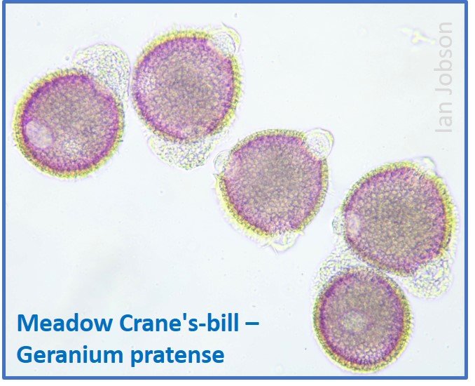 Meadow Crane’s-bill – Geranium pratense