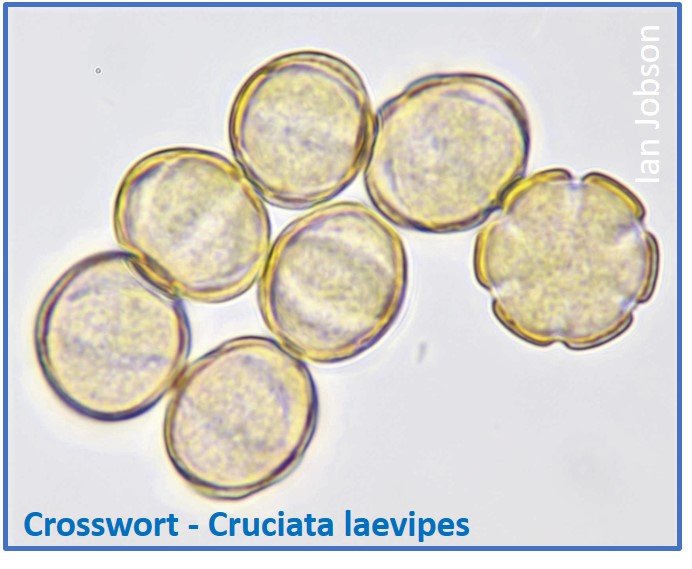 Crosswort – Cruciata laevipes