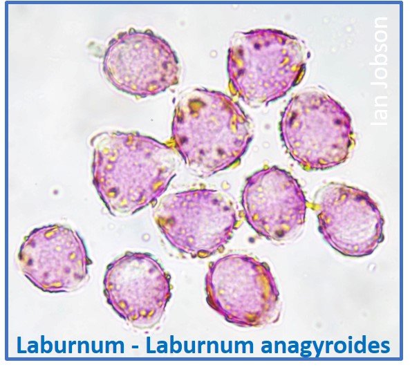 Common Laburnum – Laburnum anagyroides