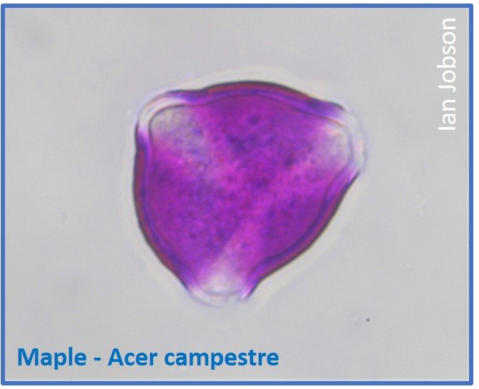 Maple – Acer campestre