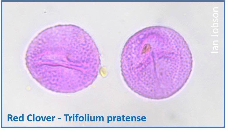 Red Clover – Trifolium pratense