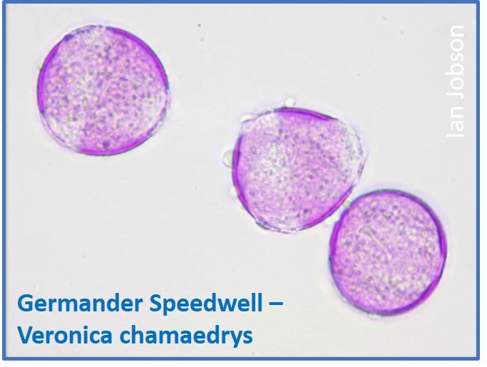 Germander Speedwell – Veronica chamaedrys