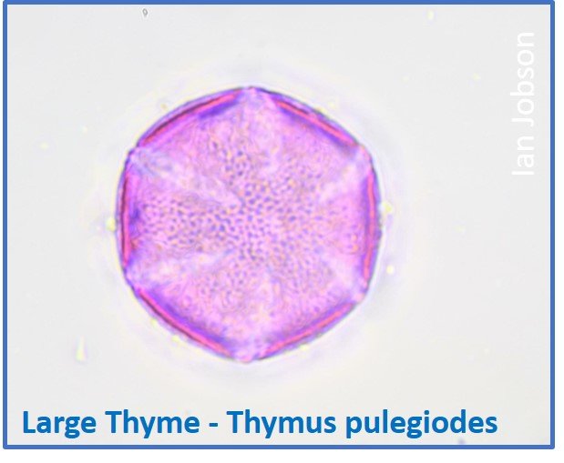 Large Thyme – Thymus pulegiodes