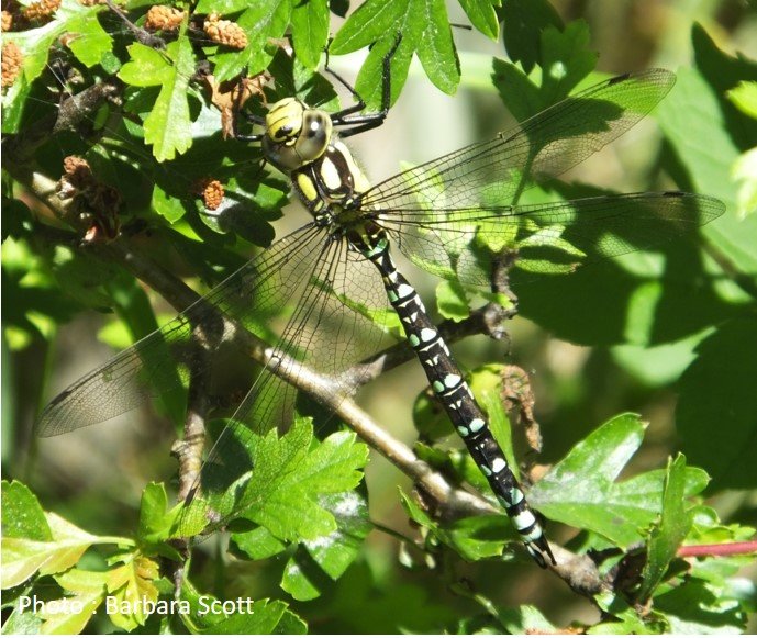 Dragonfly – Southern Hawker – Aeshna cyanea