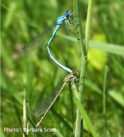 Dragonfly – Common Blue Damselfly – Enallagma cyathigerum