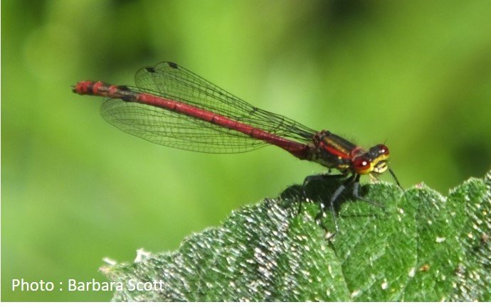 Dragonfly – Large Red Damselfly – Pyrrhosoma nymphula