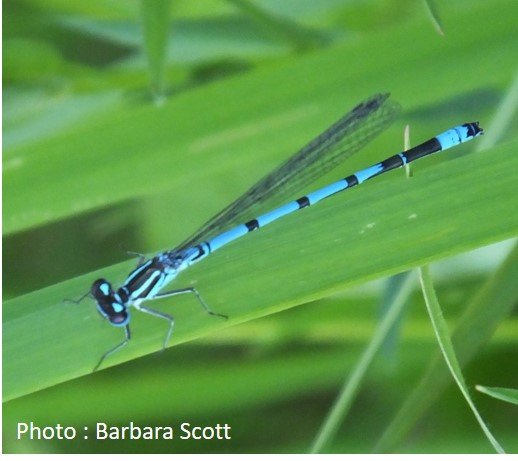 Dragonfly – Azure Damselfly – Ceonagrion puella