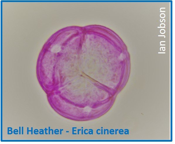 Bell Heather – Erica cinerea