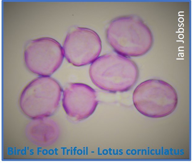 Bird’s Foot Trifoil – Lotus corniculatus