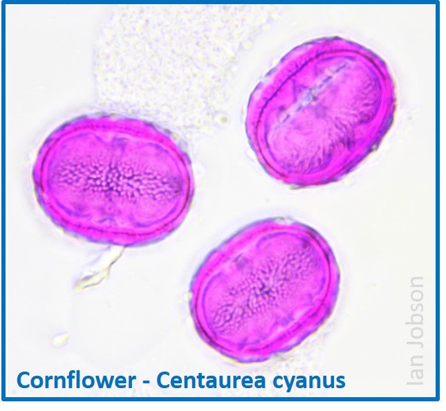Cornflower – Centaurea cyanus