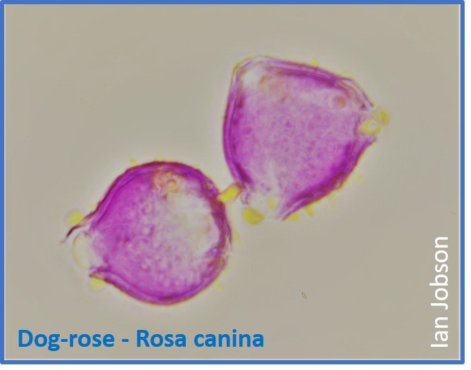 Dog-rose – Rosa canina