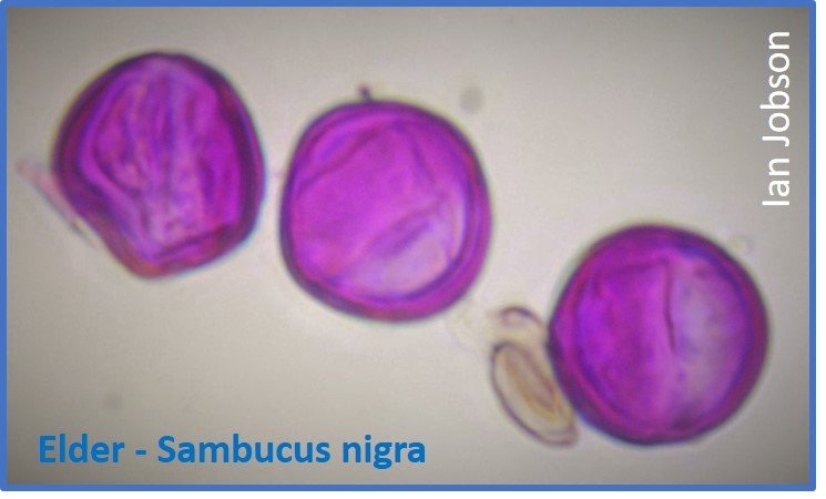 Elder – Sambucus nigra