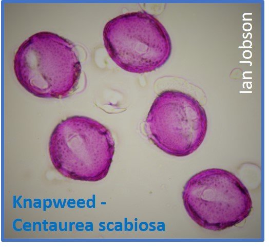 Knapweed – Centaurea scabiosa