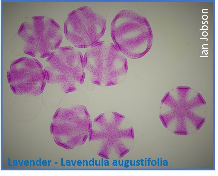 Lavender – Lavendula augustifolia