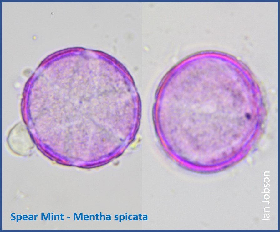Spear Mint – Mentha spicata