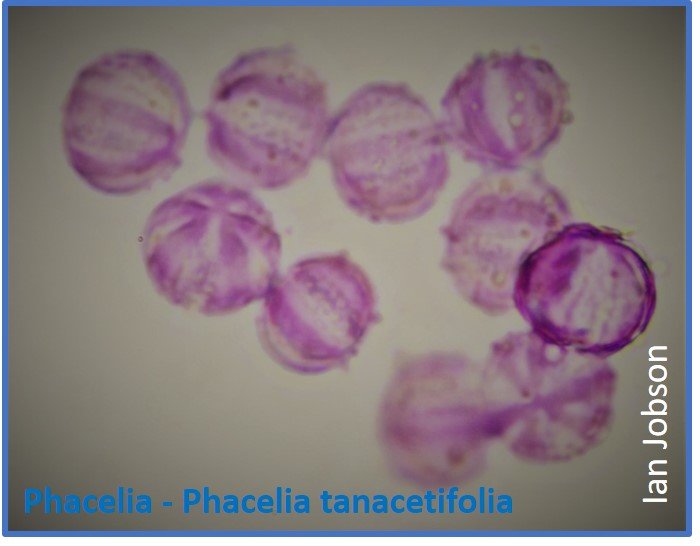 Phacelia – Phacelia tanacetifolia