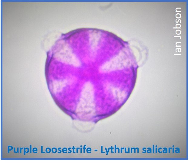 Purple Loosestrife – Lythrum salicaria