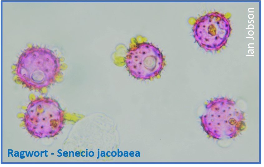 Common Ragwort – Senecio jacobaea