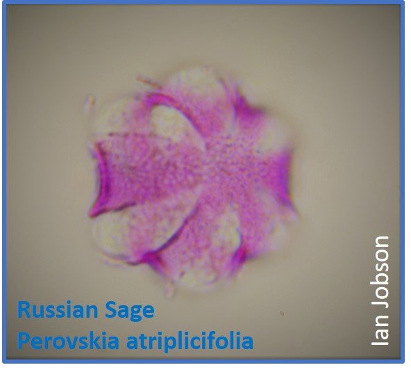 Russian Sage – Perovskia atriplicifolia