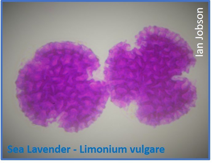Common Sea Lavender – Limonium vulgare
