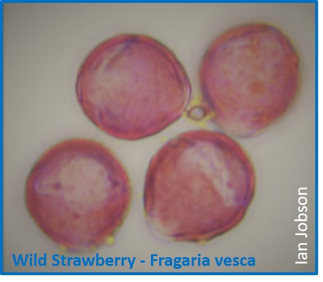 Wild Strawberry – Fragaria vesca