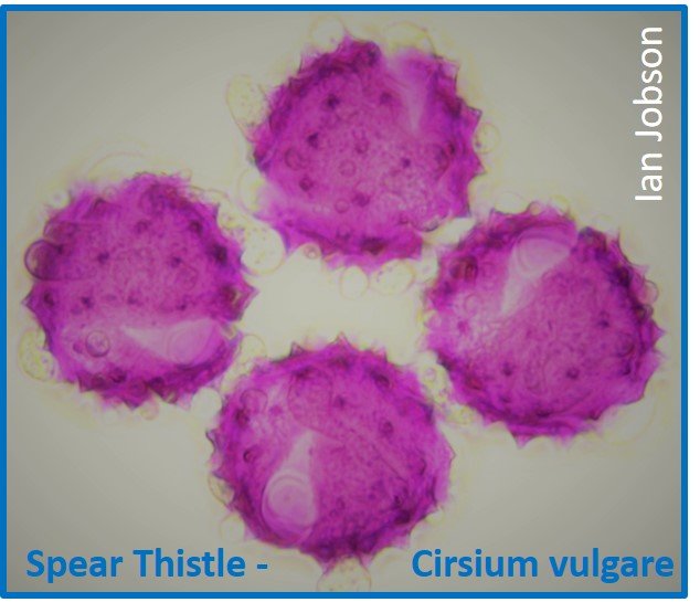 Spear Thistle – Cirsium vulgare