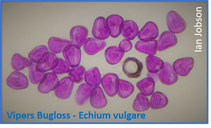 Vipers Bugloss – Echium vulgare