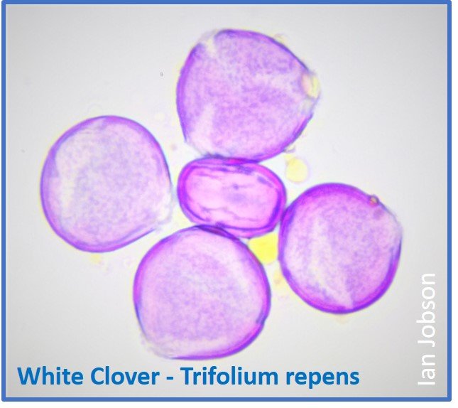 White Clover – Trifolium repens